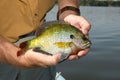 Man holding bluegill fish Royalty Free Stock Photo