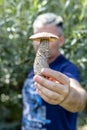 A man is holding a boletus mushroom. Seasonal mushroom picking. Organic wild vegetarian food. Search and collection Royalty Free Stock Photo