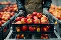 a man holding a box with fresh apples in factory. Generative AI