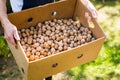 Man holding box full of walnuts Royalty Free Stock Photo