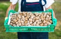Man holding box full of walnuts Royalty Free Stock Photo