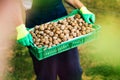 Man holding box full of walnuts Royalty Free Stock Photo