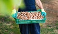 Man holding box full of walnuts Royalty Free Stock Photo
