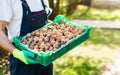 Man holding box full of walnuts Royalty Free Stock Photo