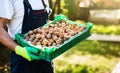 Man holding box full of walnuts Royalty Free Stock Photo