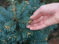 A man holding the branch of an abies lasiocarpa compacta Royalty Free Stock Photo