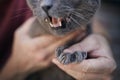 Long sharp claws of cat Royalty Free Stock Photo