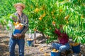 Man holding bucket full of peaches Royalty Free Stock Photo