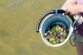 Man holding bucket with self-picked blue mussels, Waddensea, Net Royalty Free Stock Photo