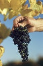 Man holding bunch of black grapes Yarra Valley Victoria Australia Royalty Free Stock Photo