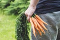 Man holding bunch carrots with green leaf in garden Royalty Free Stock Photo