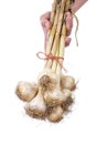 Man Holding a Bunch of Fresh Garlic Bulbs  1 Royalty Free Stock Photo