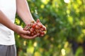 Man holding bunch of fresh ripe juicy grapes outdoors Royalty Free Stock Photo