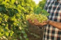 Man holding bunch of fresh ripe juicy grapes Royalty Free Stock Photo