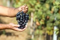 Man holding bunch of fresh ripe juicy grapes Royalty Free Stock Photo