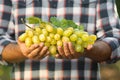 Man holding bunch of fresh ripe juicy grapes Royalty Free Stock Photo