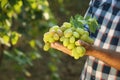 Man holding bunch of fresh ripe juicy grapes Royalty Free Stock Photo