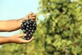 Man holding bunch of fresh ripe juicy grapes in vineyard Royalty Free Stock Photo