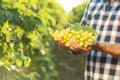 Man holding bunch of fresh ripe juicy grapes in vineyard Royalty Free Stock Photo