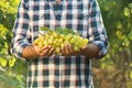 Man holding bunch of fresh ripe juicy grapes in vineyard Royalty Free Stock Photo