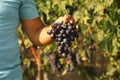 Man holding bunch of fresh ripe juicy grapes in vineyard Royalty Free Stock Photo