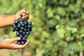 Man holding bunch of fresh ripe juicy grapes in vineyard Royalty Free Stock Photo