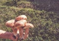 Man holding a bunch of mushrooms. Royalty Free Stock Photo