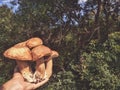 Man holding a bunch of mushrooms. Royalty Free Stock Photo