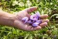 Man holding a bunch of picked saffron flowers Royalty Free Stock Photo