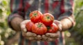 A man holding a bunch of tomatoes in his hands, AI Royalty Free Stock Photo