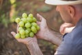 Man holding bunch of white grapes in hands Royalty Free Stock Photo