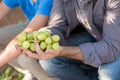 Man holding bunch of white grapes in hands Royalty Free Stock Photo