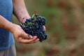 Man holding bunches of fresh ripe juicy grapes , closeup Royalty Free Stock Photo