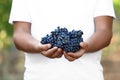 Man holding bunches of fresh ripe juicy grapes, closeup Royalty Free Stock Photo