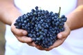 Man holding bunches of fresh ripe juicy grapes Royalty Free Stock Photo