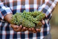 Man holding bunches of fresh ripe juicy grapes Royalty Free Stock Photo