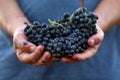 Man holding bunches of fresh ripe juicy grapes Royalty Free Stock Photo