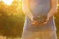 holding bunches of fresh ripe juicy grapes outdoors, closeup Royalty Free Stock Photo