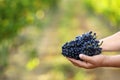 Man holding bunches of fresh ripe juicy grapes in vineyard Royalty Free Stock Photo