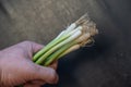 A man is holding a bundle of green onions in his hand. Onion stalks with roots. Healthy food. Vegan. Close-up. Selective focus