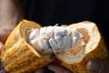 Man holding Cacao pod cut open to show cocoa beans inside. selective focus Royalty Free Stock Photo