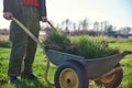 A man holding a cart - wheelbarrow filled with turf with green grass on a background of spring green meadows Royalty Free Stock Photo