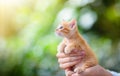 Man holding cat. Baby kitten in human hands Royalty Free Stock Photo