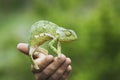 Man holding chameleon close-up of hand Royalty Free Stock Photo