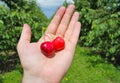 Man holding cherries on hand