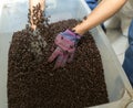 Man holding coffee beans in two hands, checking quality after ro Royalty Free Stock Photo