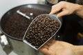 Man holding coffee beans in two hands, checking quality after roasted by modern machine used for roasting beans. Royalty Free Stock Photo