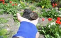 Man holding common starling bird in his hand Royalty Free Stock Photo