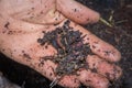 Man holding compost soil and red wiggler worms Eisenia fetida in his hands