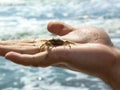 A man holding a crab in his hand. Royalty Free Stock Photo